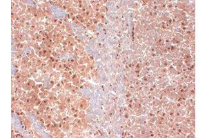 HCN1 Immunohistochmistry Immunohistochemistry of mouse anti-HCN1 antibody.