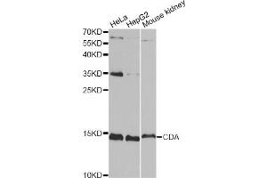 Western blot analysis of extracts of various cell lines, using CDA antibody. (CDA anticorps)