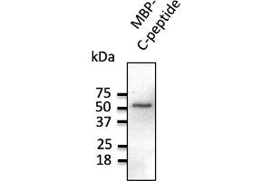 Western Blotting (WB) image for anti-C-Peptide antibody (ABIN6254201) (C-Peptide anticorps)