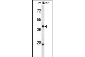 TRIM44 Antibody (C-term) (ABIN1537086 and ABIN2849846) western blot analysis in mouse liver tissue lysates (35 μg/lane). (TRIM44 anticorps  (C-Term))