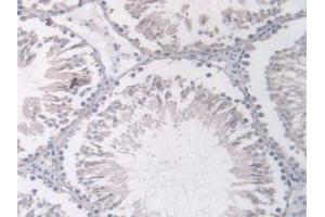 IHC-P analysis of Rat Testis Tissue, with DAB staining. (Angiopoietin 1 anticorps  (AA 304-450))
