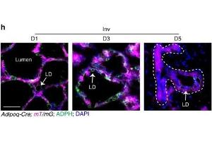 MG cross sections from Adipoq-Cre; mT/mG mice at involution days 1, 3, and 5, immunostained with ADPH antibodies (ABIN285650).