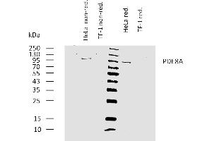 Western bloting analysis of human PDE8A using mouse monoclonal antibody EM-52 on lysates of HeLa cell line and TF-1 cell line (negative control) under non-reducing and reducing conditions. (PDE8A anticorps)