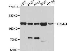 Western blot analysis of extracts of various cells, using TRIM24 antibody. (TRIM24 anticorps)