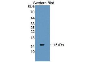 Western blot analysis of the recombinant protein. (Glutaredoxin 1 anticorps  (AA 2-107))