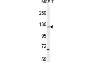 Western Blotting (WB) image for anti-CASK Interacting Protein 2 (CASKIN2) antibody (ABIN2995935) (CASKIN2 anticorps)