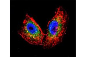 Confocal immunofluorescent analysis of Acetylcholinesterase antibody with human NCI-H460 cells followed by Alexa Fluor 488-conjugated goat anti-rabbit lgG (green).