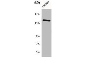 Western Blot analysis of COLO205 cells using COL2A1 Polyclonal Antibody (COL2A1 anticorps  (N-Term))