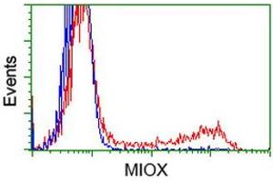 HEK293T cells transfected with either RC210070 overexpress plasmid (Red) or empty vector control plasmid (Blue) were immunostained by anti-MIOX antibody (ABIN2453307), and then analyzed by flow cytometry. (MIOX anticorps)