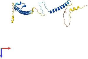 AlphaFold protein structure predicition of Human Recombinant RILPL2 Protein, UniprotID Q969X0