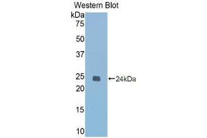 Western Blotting (WB) image for anti-Caspase 1 (CASP1) (AA 119-296) antibody (ABIN1077907) (Caspase 1 anticorps  (AA 119-296))