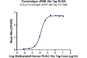 Immobilized Cynomolgus uPAR, His Tag at 1 μg/mL (100 μL/well) on the plate.