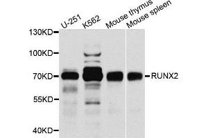 Western blot analysis of extracts of various cell lines, using RUNX2 antibody (ABIN5971482) at 1/1000 dilution. (RUNX2 anticorps)