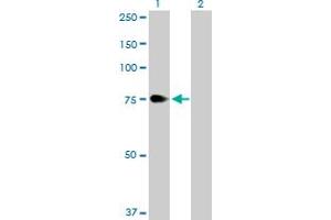Western Blot analysis of ZYX expression in transfected 293T cell line by ZYX MaxPab polyclonal antibody. (ZYX anticorps  (AA 1-572))