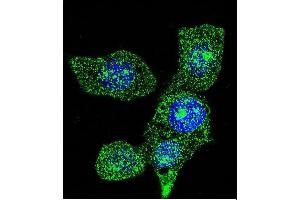 Confocal immunofluorescent analysis of ACOX1 Antibody (ABIN659022 and ABIN2838046) with Hela cell followed by Alexa Fluor® 488-conjugated goat anti-mouse lgG (green). (ACOX1 anticorps)