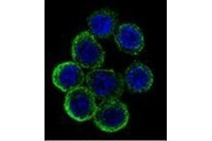 Confocal immunofluorescent analysis of EXT2 Antibody (Center) Cat.