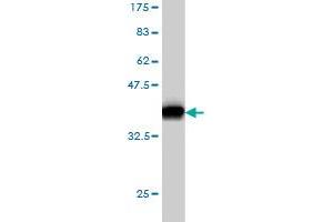Western Blot detection against Immunogen (37.