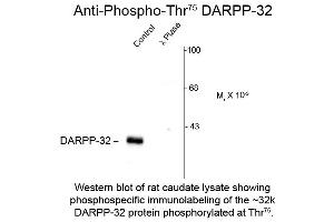Western Blot of Anti-DARPP-32 pT75 (Rabbit) Antibody - 612-401-D25 Western Blot of Anti-DARPP-32 pT75 (Rabbit) Antibody.