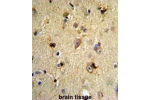 Immunohistochemistry (IHC) image for anti-Engrailed Homeobox 2 (EN2) antibody (ABIN3003225)