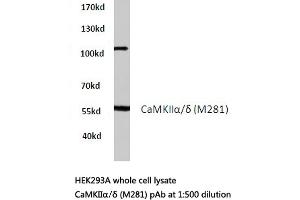 Western blot (WB) analysis of CaMKIIα/δ antibody in extracts from HEK293A cells. (CAMK2A anticorps)