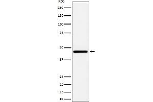 Western blot analysis of GNA13 expression in HepG2 cell lysate.