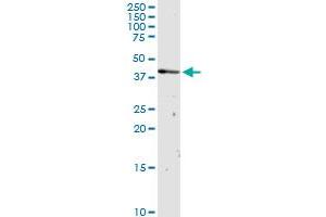 OXA1L MaxPab rabbit polyclonal antibody.