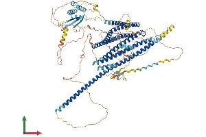 AlphaFold protein structure predicition of Human Recombinant JMY Protein, UniprotID Q8N9B5