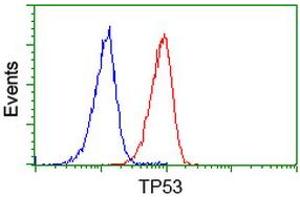 Image no. 3 for anti-Tumor Protein P53 (TP53) antibody (ABIN1499974) (p53 anticorps)