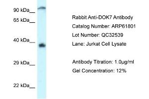 Western Blotting (WB) image for anti-Docking Protein 7 (DOK7) (C-Term) antibody (ABIN2788906)