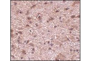 Immunohistochemistry of NIPSNAP3B in mouse brain tissue with this product at 2. (NIPSNAP3B anticorps  (Center))