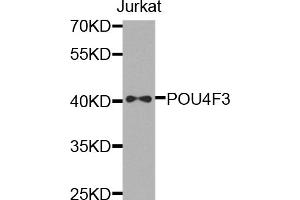 Western blot analysis of extracts of Jurkat cells, using POU4F3 antibody. (POU4F3 anticorps)