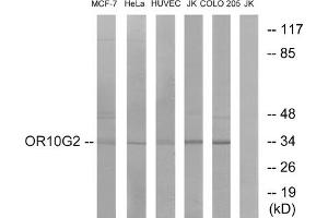 Western blot analysis of extracts from MCF-7 cells, HeLa cells, HUVEC cells, Jurkat cells and COLO cells, using OR10G2 antibody. (OR10G2 anticorps  (C-Term))
