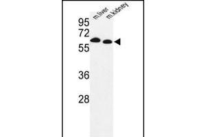 Western blot analysis of mouse Prodh Antibody (Center) (ABIN1881685 and ABIN2842377) in mouse liver, kidney tissue lysates (35 μg/lane).