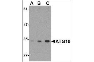 AP20062PU-N ATG10 antibody staining of SK-N-SH Cell Lysate by Western Blotting at (A) 0. (ATG10 anticorps  (C-Term))