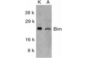 Image no. 2 for anti-BCL2-Like 11 (Apoptosis Facilitator) (BCL2L11) (Internal Region) antibody (ABIN201915) (BIM anticorps  (Internal Region))