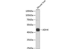 Western blot analysis of extracts of mouse liver, using  antibody (ABIN6131220, ABIN6136577, ABIN6136578 and ABIN6221110) at 1:1000 dilution. (ADH4 anticorps  (AA 1-380))