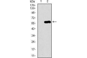 Western blot analysis using C17ORF53 mAb against HEK293 (1) and C17ORF53 (AA: 282-527)-hIgGFc transfected HEK293 (2) cell lysate. (C17orf53 anticorps  (AA 282-527))
