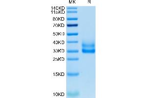 Cynomolgus/Rhesus macaque 4-1BB on Tris-Bis PAGE under reduced condition.