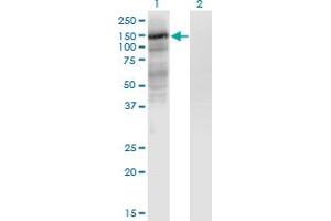Western Blot analysis of EPAS1 expression in transfected 293T cell line by EPAS1 monoclonal antibody (M08), clone 1G2.
