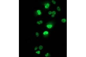 Immunofluorescence (IF) image for anti-Tumor Protein P53 (TP53) antibody (ABIN1499973) (p53 anticorps)