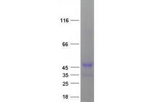 Cyclin Y (CCNY) (Transcript Variant 1) protein (Myc-DYKDDDDK Tag)