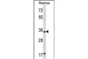 Western blot analysis of ACY3 Antibody in Ramos cell line lysates (35ug/lane) (Aminoacylase 3 anticorps  (AA 66-95))