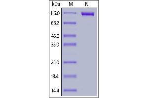 Biotinylated Human Siglec-10, Fc,Avitag on  under reducing (R) condition.
