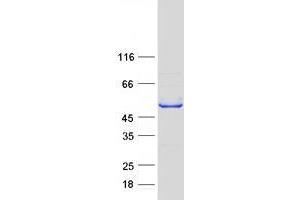 Validation with Western Blot