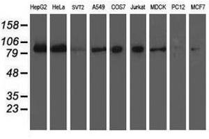 Image no. 2 for anti-Excision Repair Cross-Complementing Rodent Repair Deficiency, Complementation Group 4 (ERCC4) antibody (ABIN1498071) (ERCC4 anticorps)