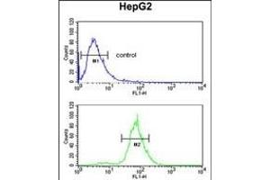 CDH20 Antibody (N-term) (ABIN653827 and ABIN2843095) flow cytometric analysis of HepG2 cells (bottom histogram) compared to a negative control cell (top histogram).