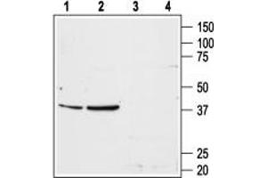 Western blot analysis of rat liver (lanes 1 and 3) and rat kidney (lanes 2 and 4) membranes: - 1,2. (Angiotensin II Type-1 Receptor anticorps  (Extracellular, N-Term))
