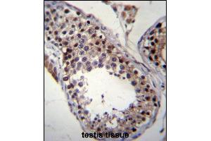 SPT19 Antibody (C-term) (ABIN657019 and ABIN2846198) immunohistochemistry analysis in formalin fixed and paraffin embedded human testis tissue followed by peroxidase conjugation of the secondary antibody and DAB staining.