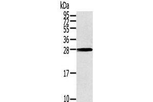 Western Blot analysis of 231 cells using THAP3 Polyclonal Antibody at dilution of 1/200 (THAP3 anticorps)