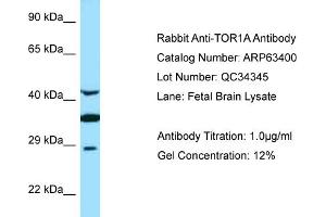 Western Blotting (WB) image for anti-Torsin Family 1, Member A (Torsin A) (TOR1A) (C-Term) antibody (ABIN2789483)